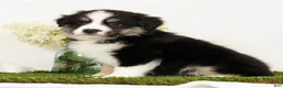 Miniature Australian Shepherd dogs for sale: Lucy - Ad 2