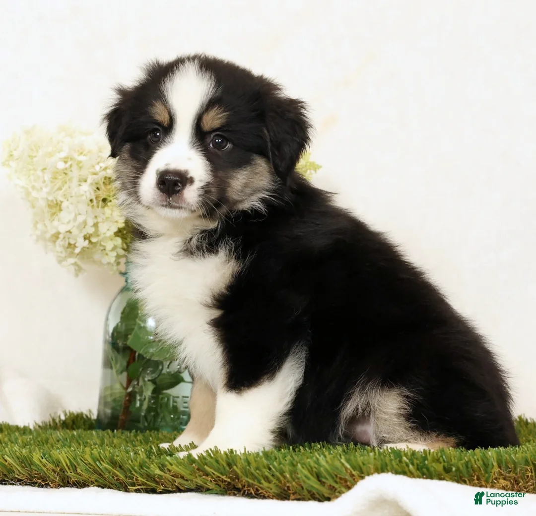 Miniature Australian Shepherd dogs for sale: Lucy - Ad 2
