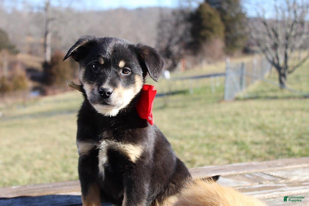 Gallery Image {{count}}