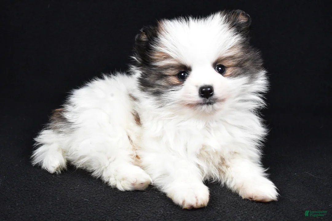 Pomeranian dogs for sale: Tango - Ad 2