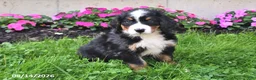 Bernese Mountain Dog dogs for sale: Cleo - Ad 3