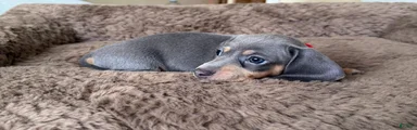Miniature Dachshund Puppy 2