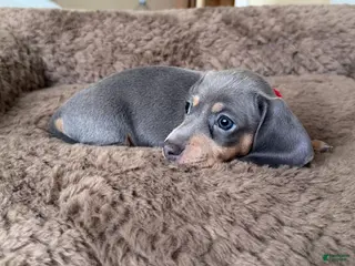 Miniature Dachshund dogs for sale: Miniature Dachshund Puppy 2 - Ad 3