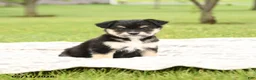 Mixed Breed dogs for sale: Nevada - Ad 4