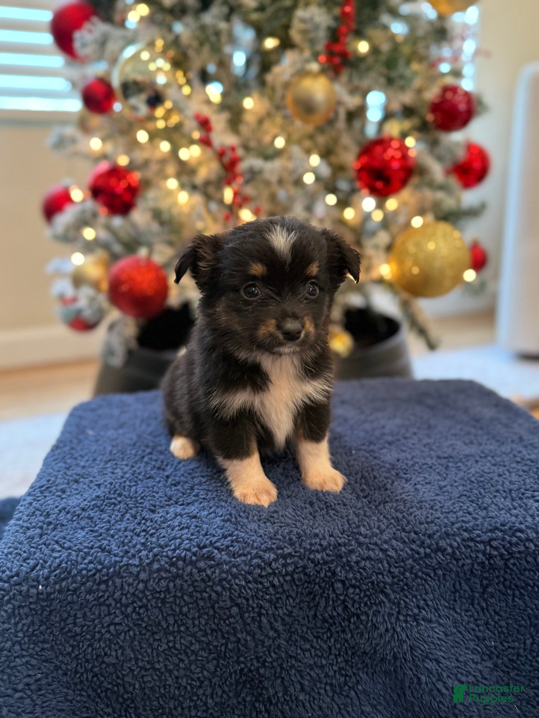 Toy Australian Shepherd dogs for sale: Wanda  - Ad 1