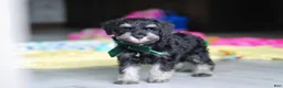 Miniature Schnauzer dogs for sale: Percy - Ad 6