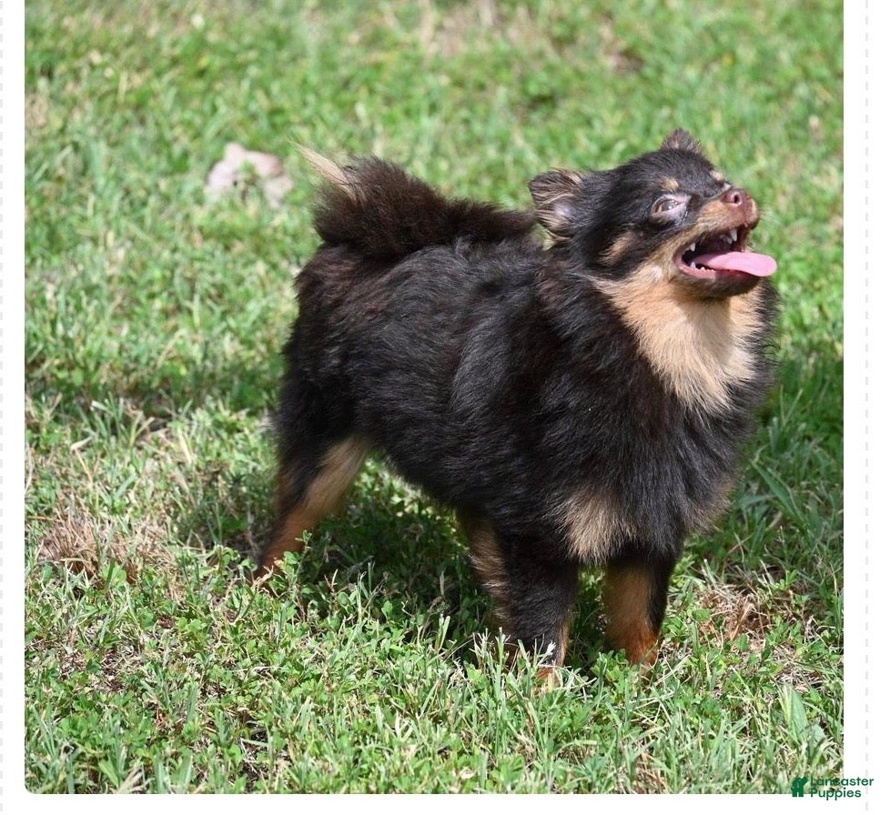Coco