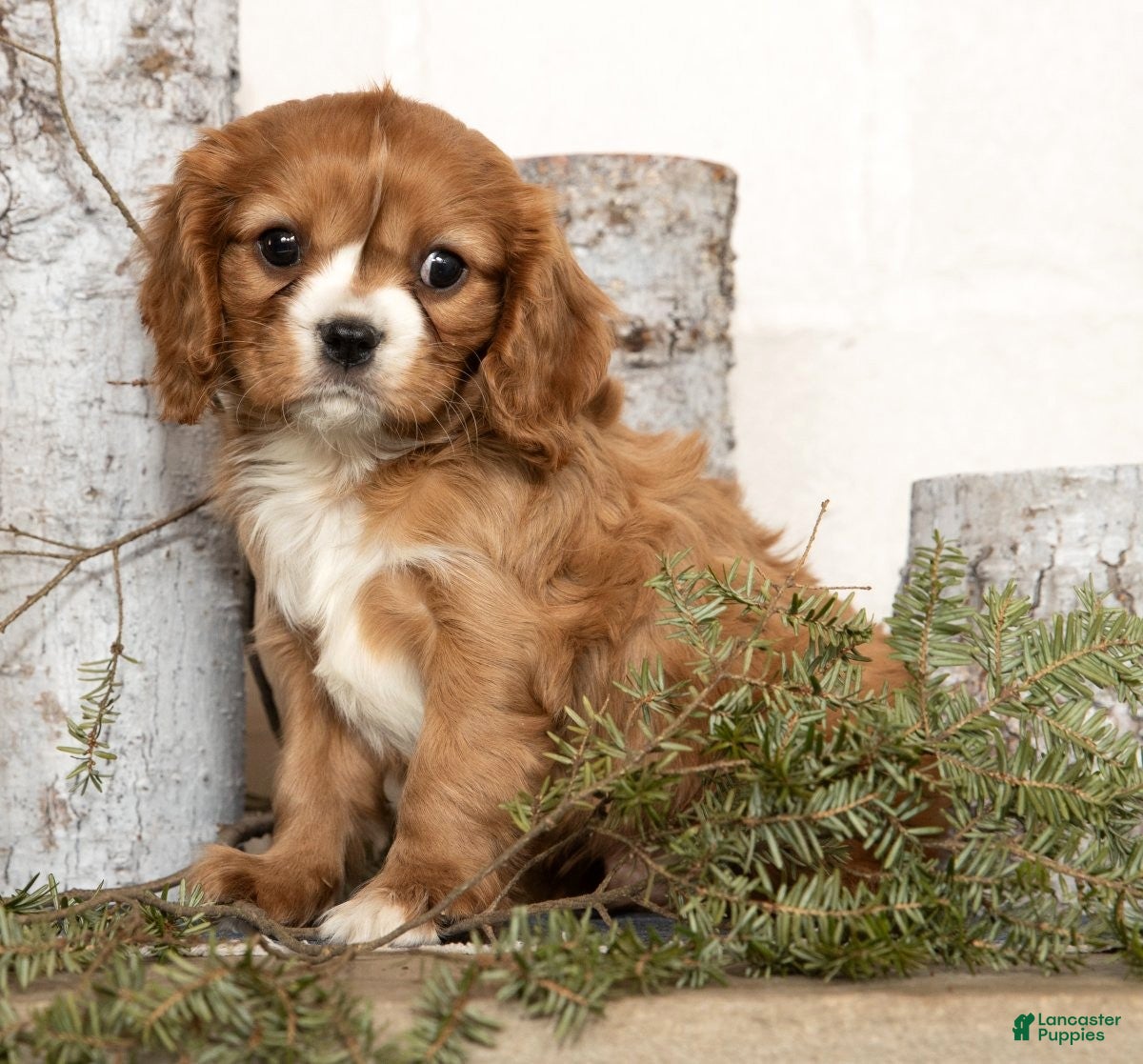 Cavalier King Charles Spaniel dogs Dakota - Ad 38