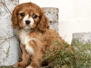 Cavalier King Charles Spaniel dogs Dakota - Ad 38