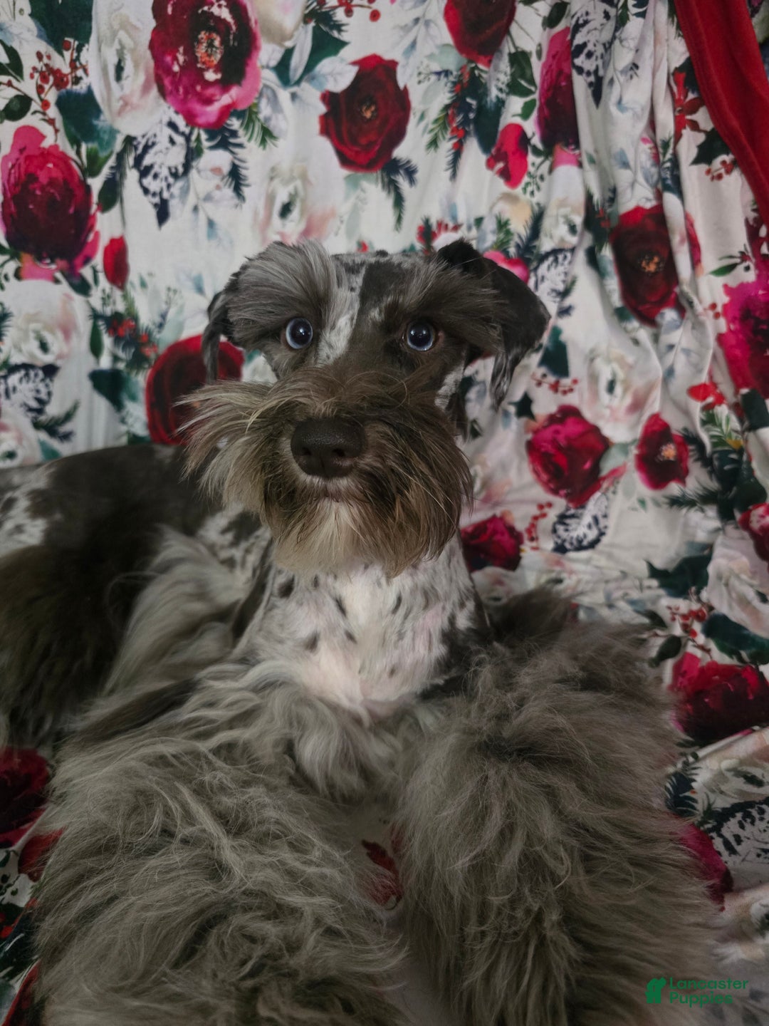 Miniature Schnauzer litter of puppies for sale in Muncy