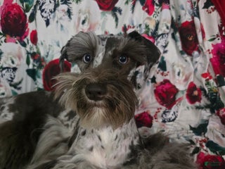 Miniature Schnauzer dogs - Ad 38