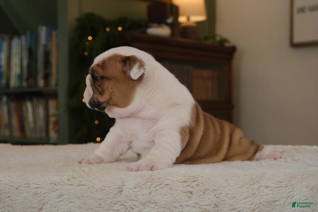 English Bulldog dogs for sale: Thor  - Ad 2