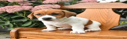 Jack Russell Terrier dogs for sale: Milo - Ad 4