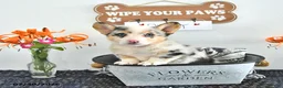 Welsh Corgi Pembroke dogs for sale: Rusty - Ad 3