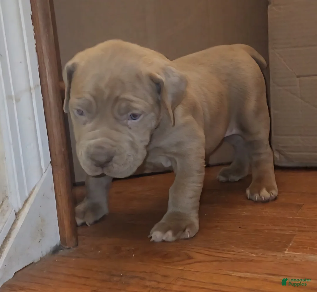 South African Boerboels dogs for sale: WHITNEY  - Ad 3