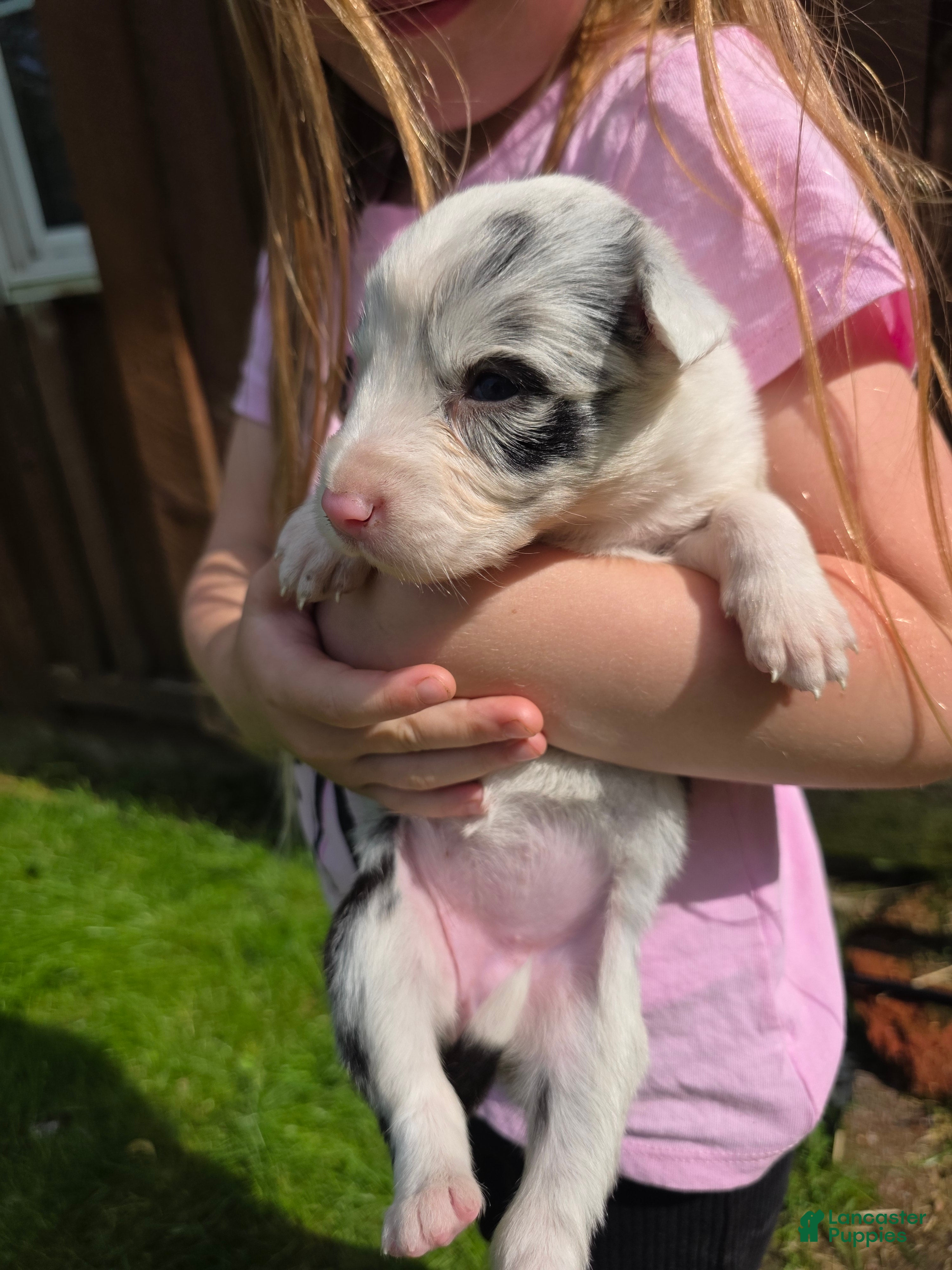 Border Collie dogs Greta - Ad 41
