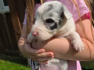 Border Collie dogs Greta - Ad 14