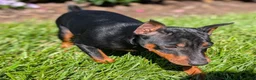 Miniature Pinscher dogs for sale: Spark - Ad 7