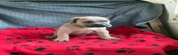 Cane Corso dogs for sale: Mr Sarge - Ad 5