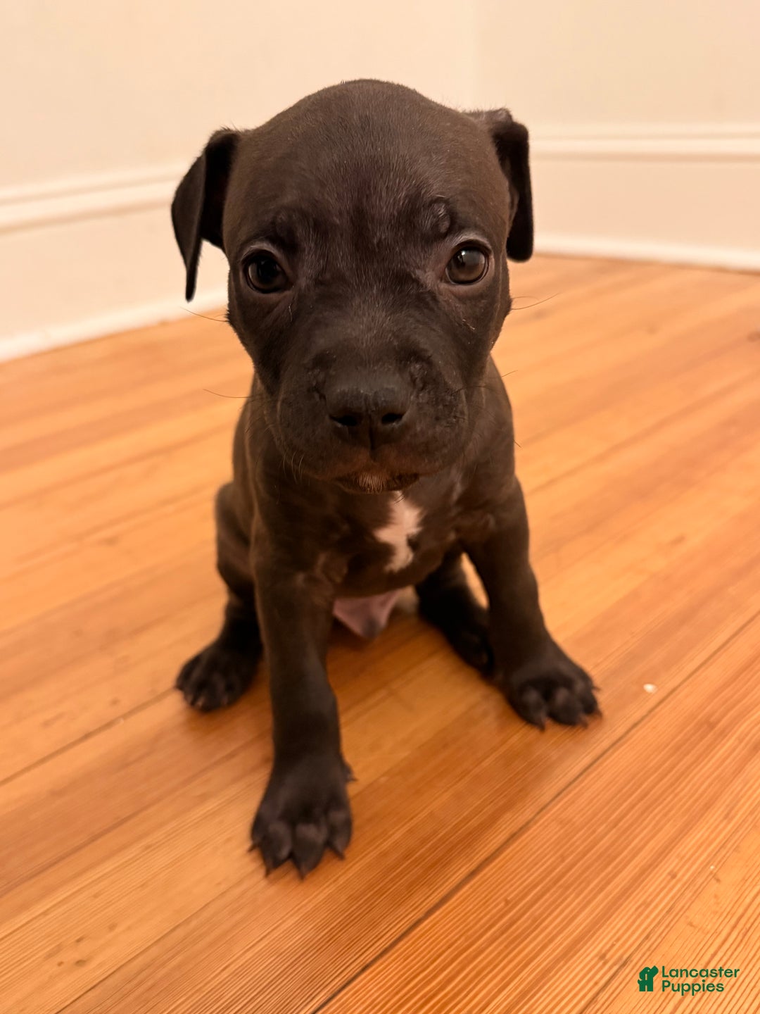 Mixed Breed dogs for sale: Pup Orange - Ad 12