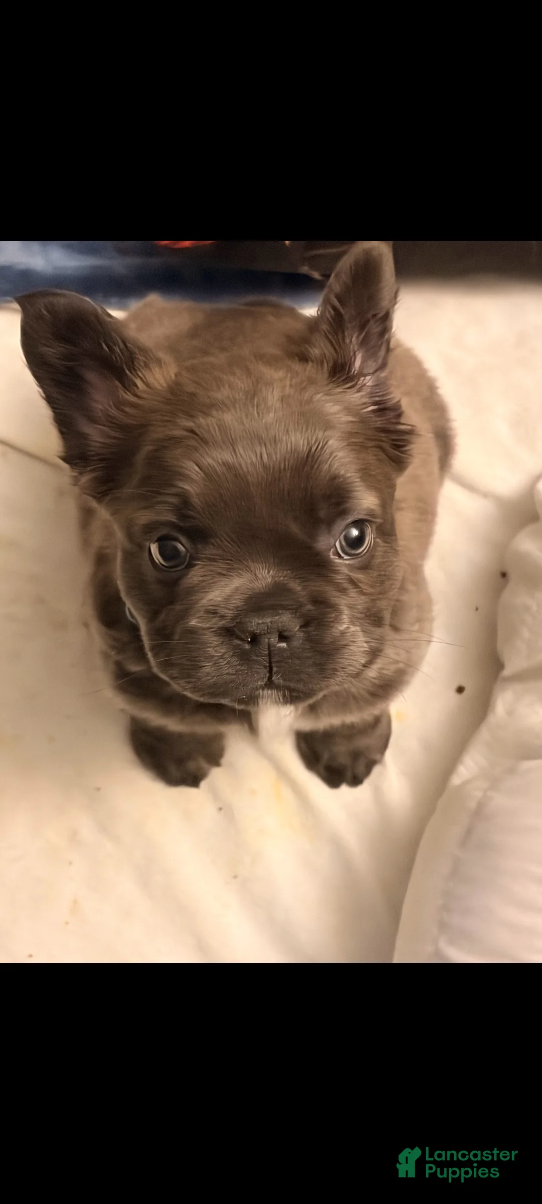 French Bulldog dogs for sale: Sumo - Ad 3
