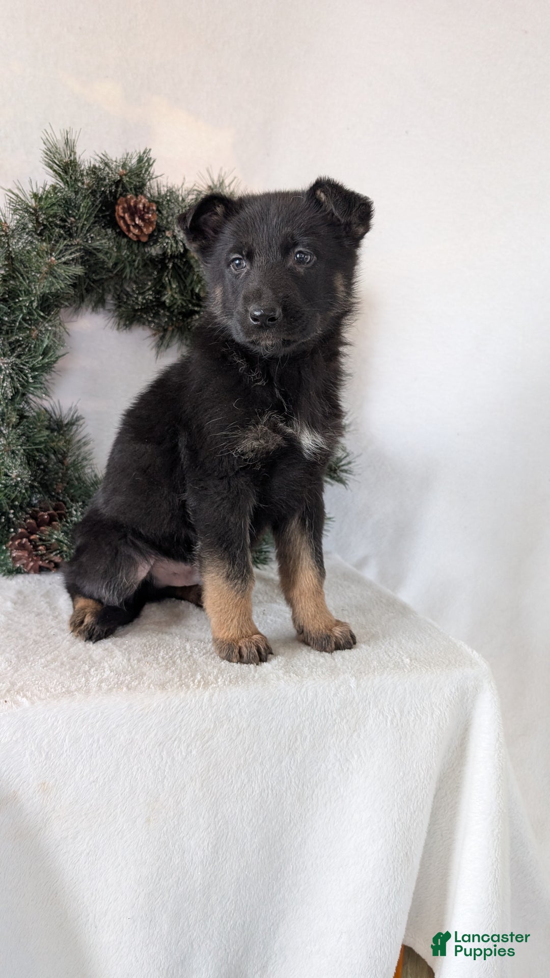 German Shepherd dogs for sale: Logan  - Ad 3