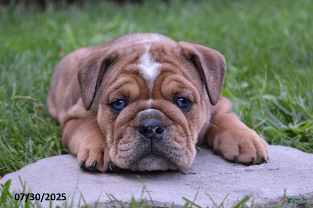 Mixed Breed dogs for sale: Macey - Image 9