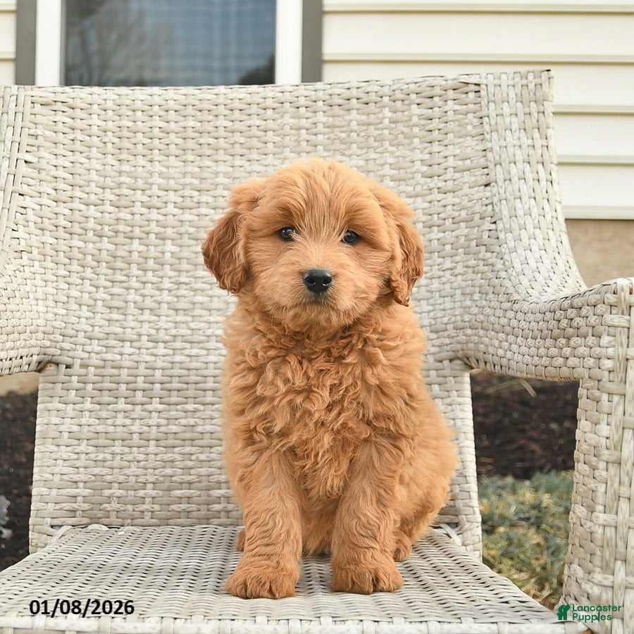 Mini Goldendoodle dogs Houston  - Ad 17