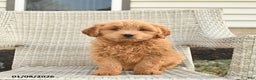 Mini Goldendoodle dogs for sale: Houston  - Ad 1