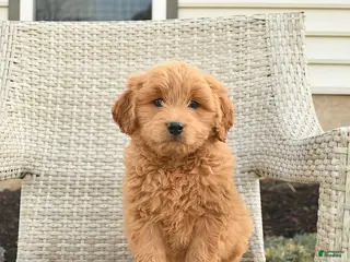 Mini Goldendoodle dogs Houston - Ad 14