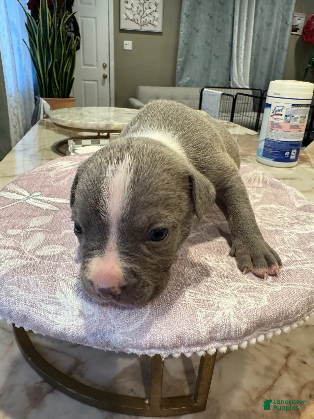 American Bully dogs for sale: American Bully Puppy 2 - Ad 4