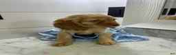 Cocker Spaniel dogs for sale: June 🩵 - Ad 2