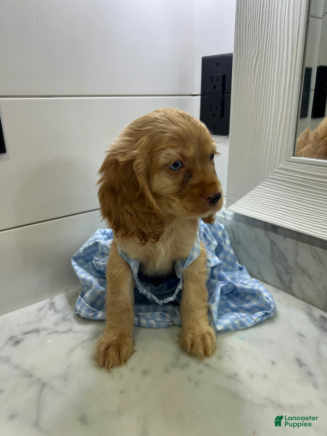 Cocker Spaniel dogs for sale: June 🩵 - Ad 2