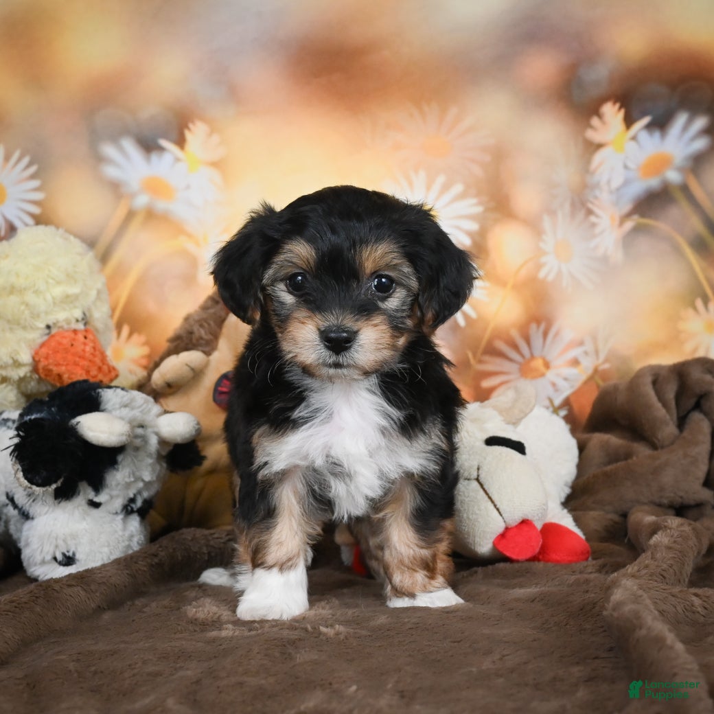 York Chon Yorkie Bichon Poodle Mix Groomed Bichon Yorkie Yorkie