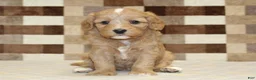 Double Doodle dogs for sale: Joy - Ad 3