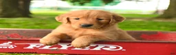 Golden Retriever dogs for sale: Charity - Ad 1