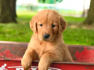 Golden Retriever dogs Charity - Ad 2