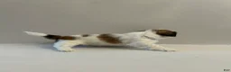 Shih Tzu dogs for sale: Shih Tzu 5 baby girl pink - Ad 5