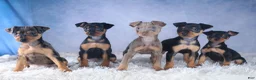Miniature Pinscher dogs for sale: ANGEL - Ad 14
