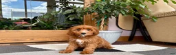 Cavapoo dogs for sale: Cavapoo 1 - Ad 8
