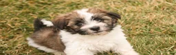 Havanese dogs for sale: Ranger - Ad 9