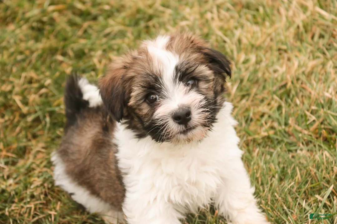 Havanese dogs for sale: Ranger - Ad 9