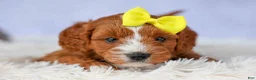 Cavapoo dogs for sale: Milo 💙🦴 - Ad 5