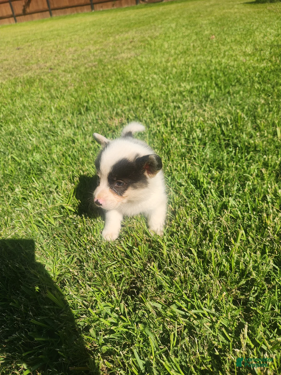 American Corgi dogs for sale: American Corgi 4 - Ad 2