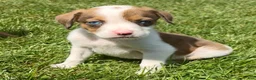 Mixed Breed dogs for sale: Bella - Ad 5