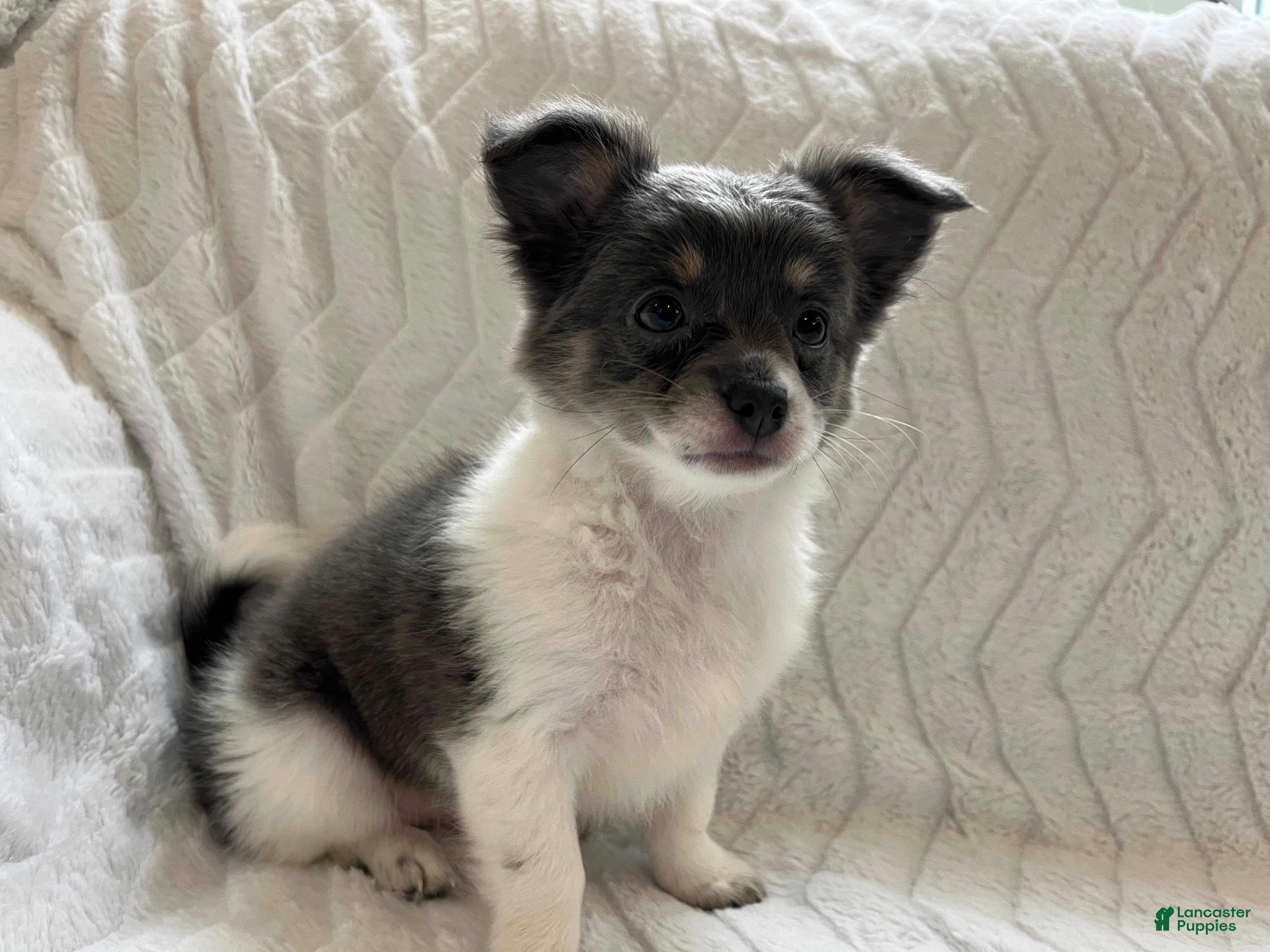 Chihuahua dogs Navaeh - Ad 1