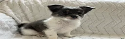 Chihuahua dogs for sale: Navaeh - Ad 1