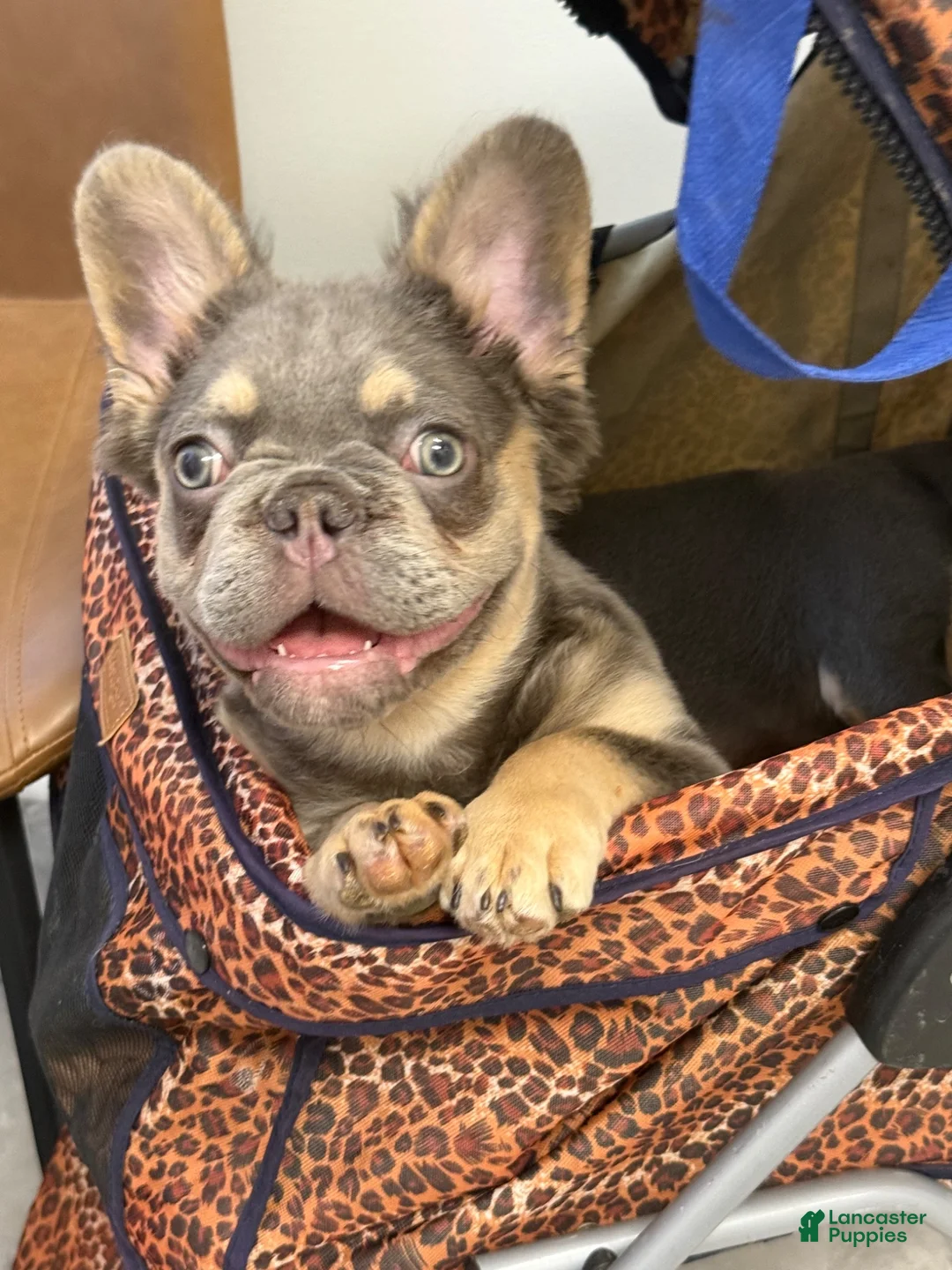 French Bulldog dogs for sale: Fluffy male - Ad 8