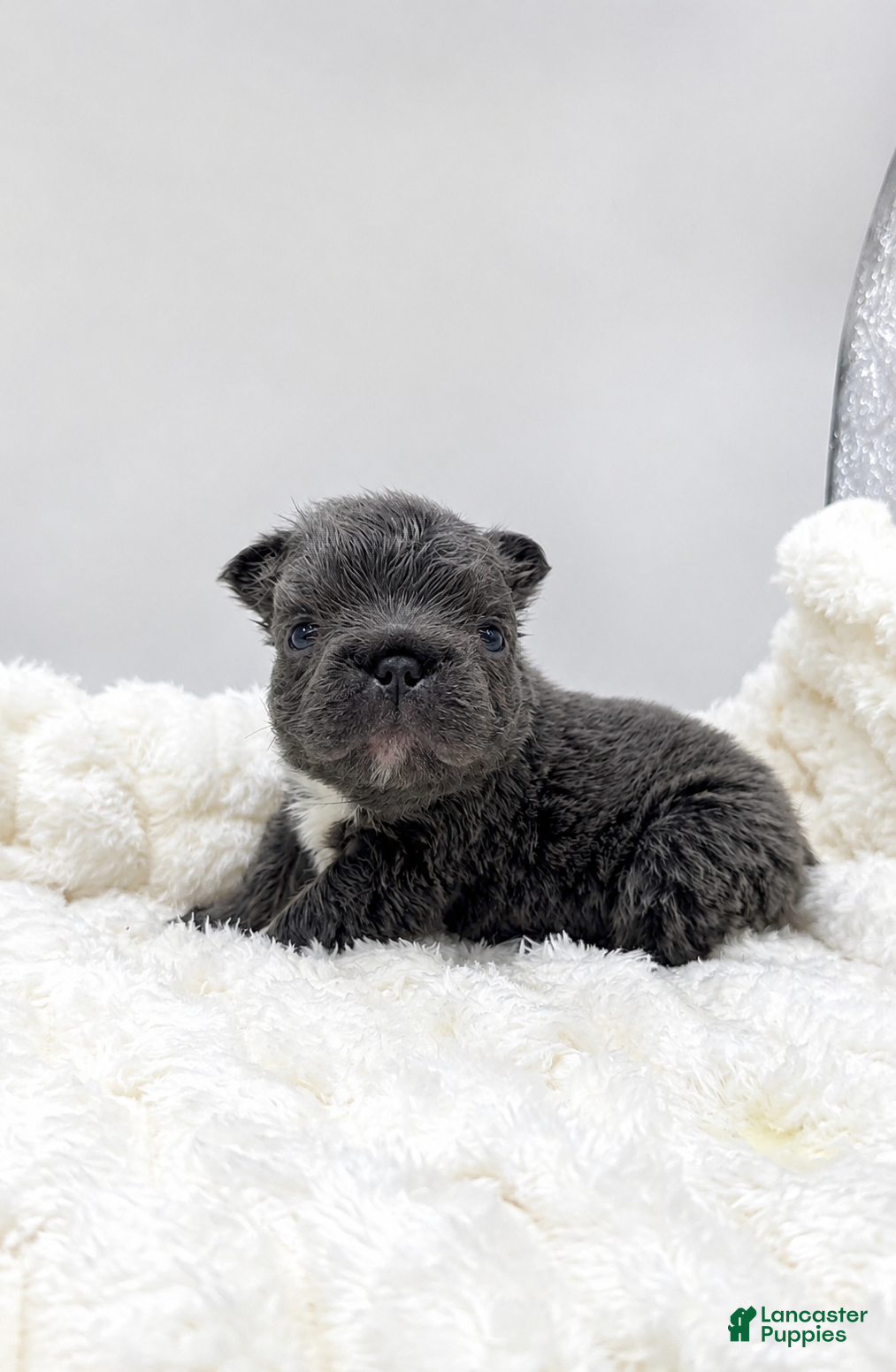 French Bulldog dogs for sale: Short Rib - Ad 2