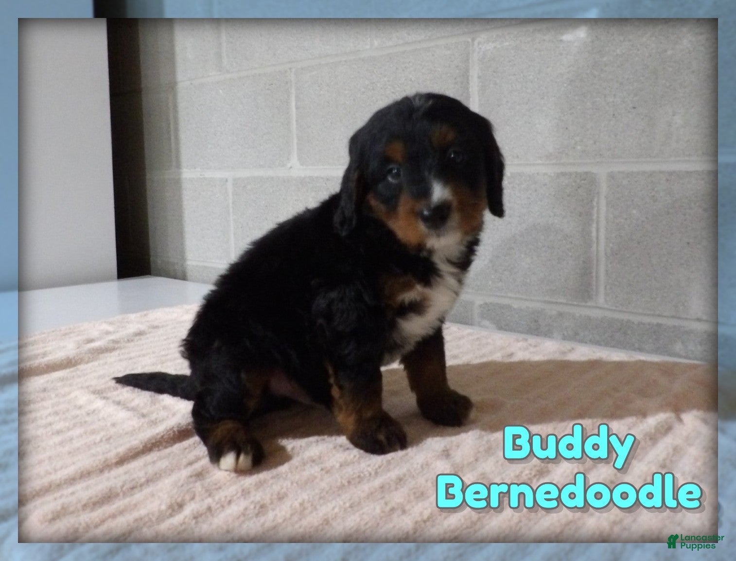 Bernedoodle dogs Buddy - Ad 1
